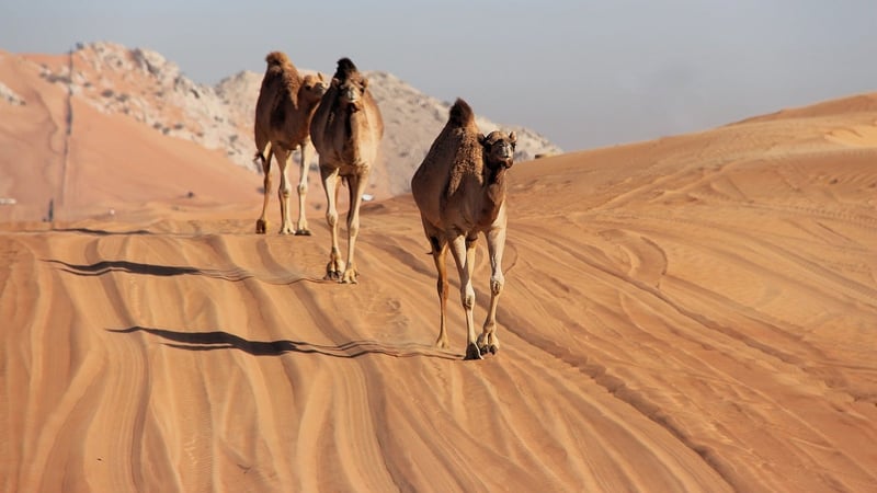 Desert Expedition