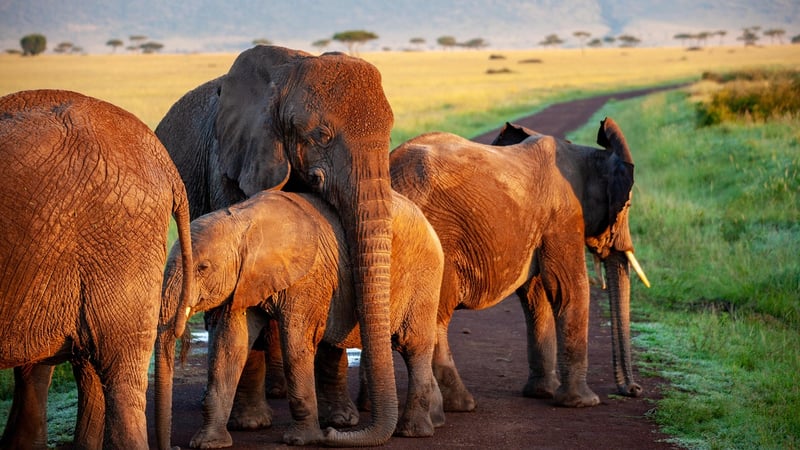 Elephant Herd in the Wild