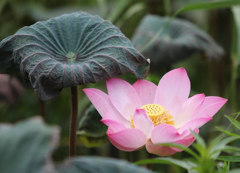 Lotus flower meditation